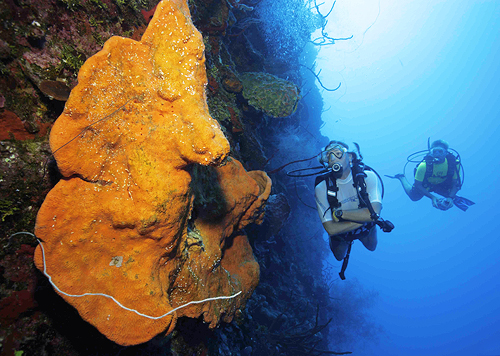cayman islands wall diving